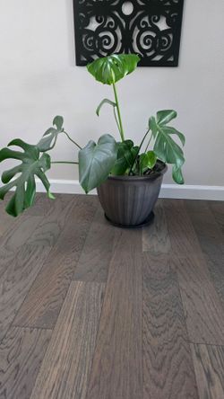 House plant Monstera and Pothos