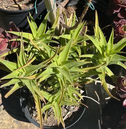 Clumping Aloe Succulents – Hardy & Fast-Growing | Starting at $3