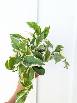 Pothos N'Joy Plant 4" Pot - Indoor House Plants