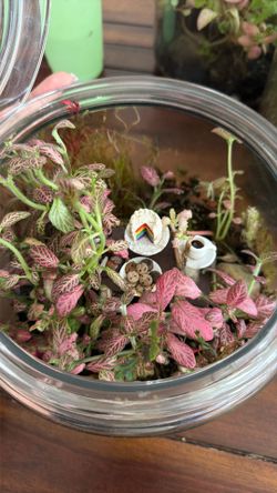 Live Moss/Plant Terrarium in Glass Jar