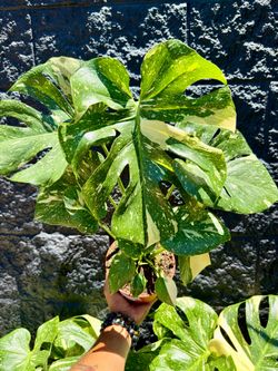 6” Monstera Thai Constellation 🤍💚🤍