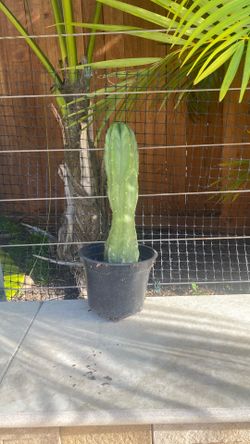 San Pedro Cactus