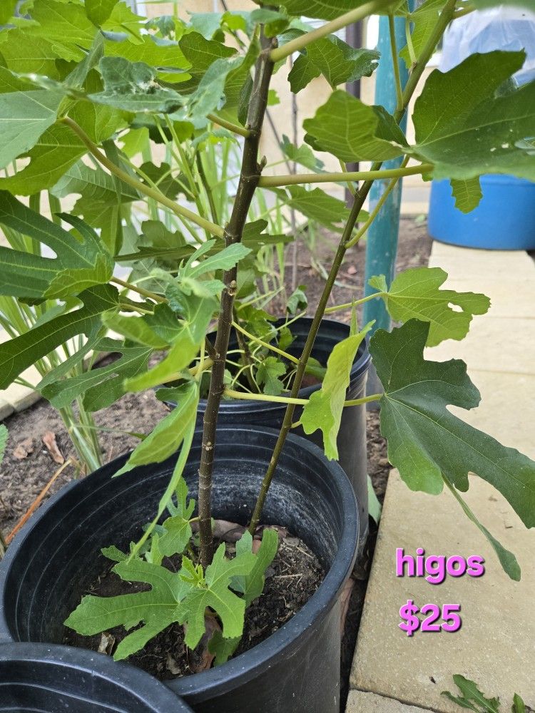 Higos
