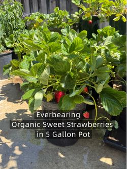 Organic Sweet Strawberries plants in 5 gallon