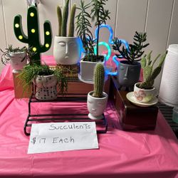 All healthy succulents for sale