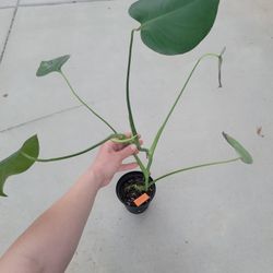 Monstera Deliciosa 