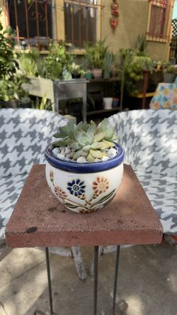 Fresh Succulent Arrangement 