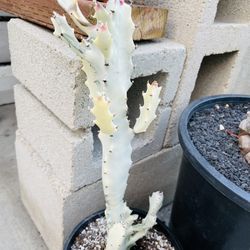Euphorbia Lactea Variegated Rare Cactus