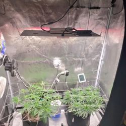 2x4 Indoor Grow Equipment 