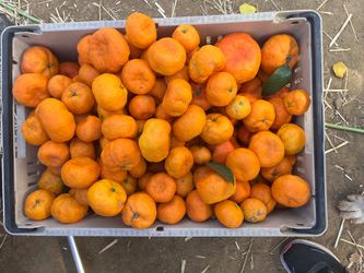 Organic Citrus