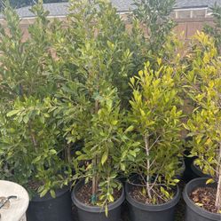Plants 