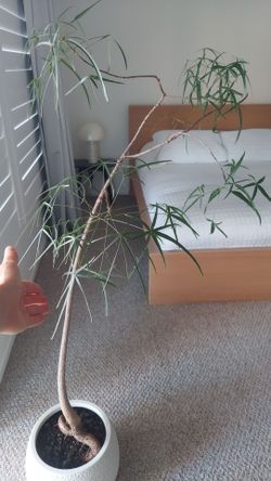 Brachychiton rupestris