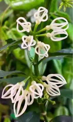 hoya decipulae with two peduncles