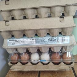 Fresh Eggs