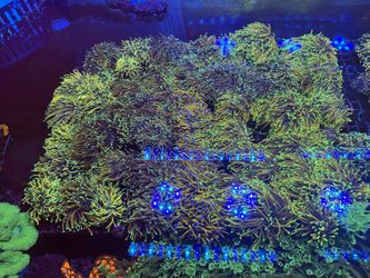 Aquarium Decorations Plants