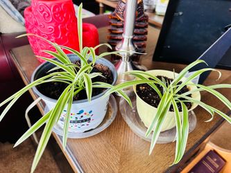 2 Spiders Plants