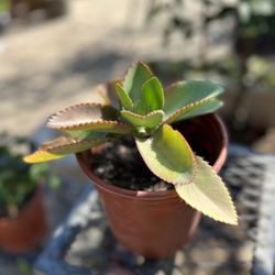 Mexican Hat Succulent