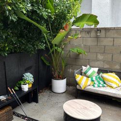 Bird Of Paradise Plant