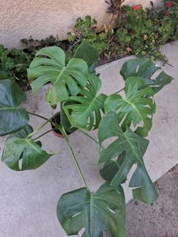 Monstera Deliciosa Split Leaf Plant $30