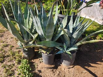 Plants