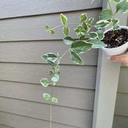 Variegated Greater Periwinkle Perennial Plant.