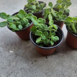 Vick plant succulent 