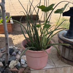 cylindrical snake plant