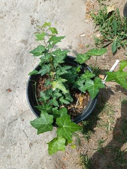 Planta de enredadera