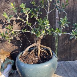 Bonsai Olive Tree Blue Exposing Seven Years Old $70