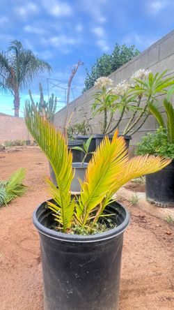 Sago palm