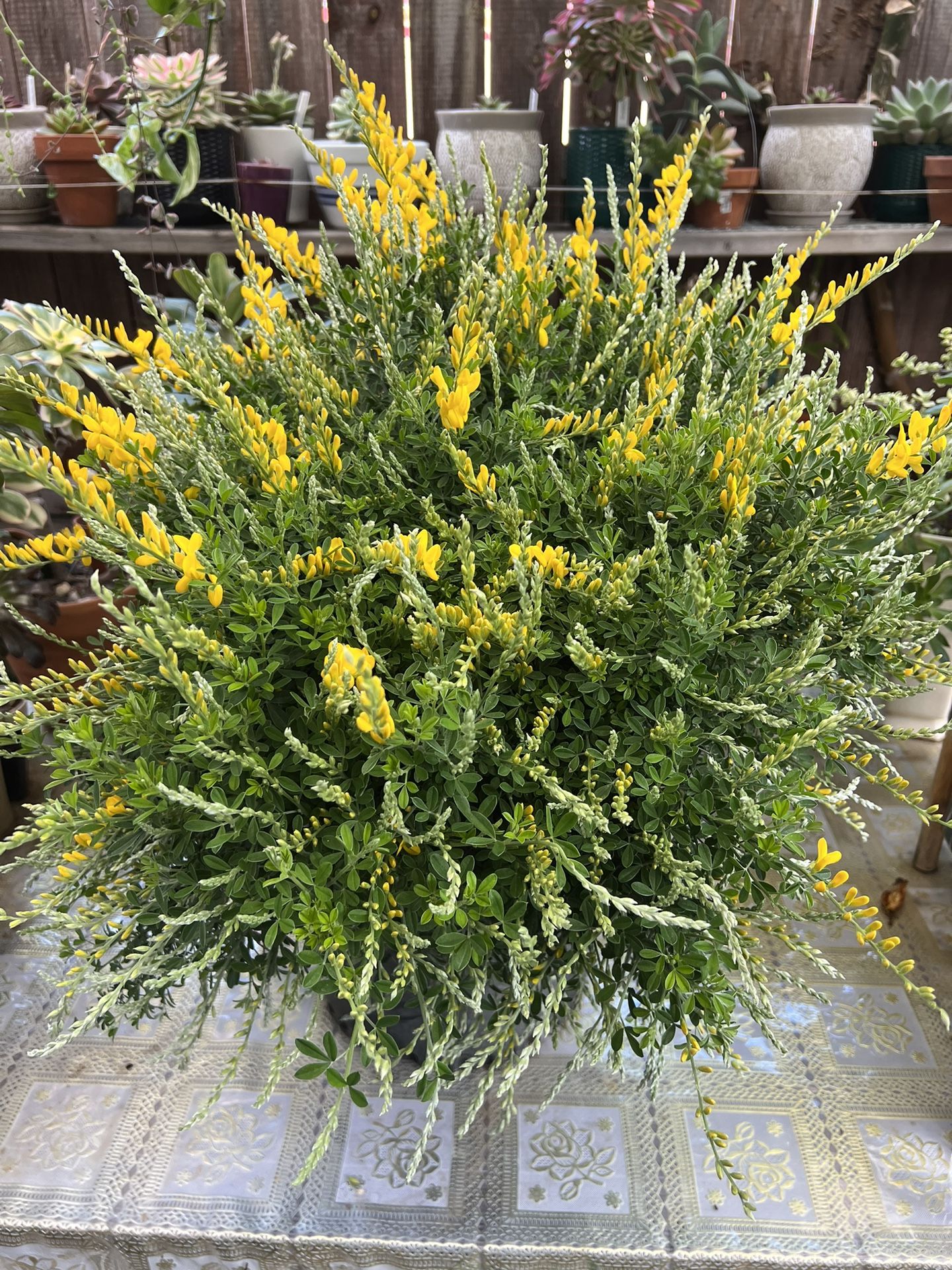 Cytisus spachianus - Evergreen Shrub 5 Gallon Pot
