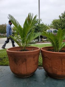 Sago Palm In Large Clay Pot