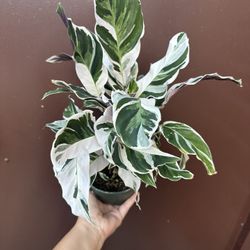 6” Calathea White Fusión