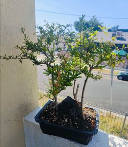 Pomegranate bonsai