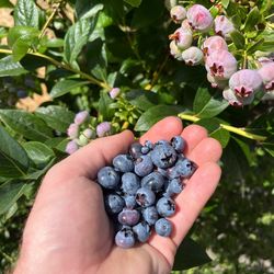 Blueberry Bush with Strawberries
