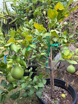 Bưởi Biên Hòa Pomelo Tree – Fruiting