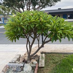 Plumeria Branch The One On The Left Side, 4 Inches Around 25 Bucks. I Will Cut It For You.