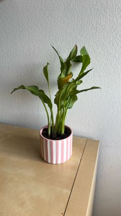 Plant + pot