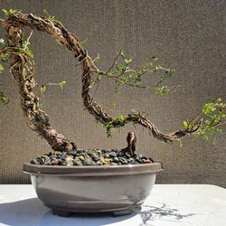 Old Operculicarya Decaryi Bonsai Tree 