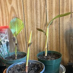 Canna Lily Musifolia