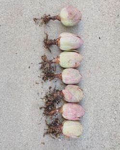 Pink Greenoiva Rose Succulent