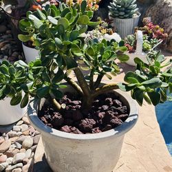 Jade plant with grey light pot