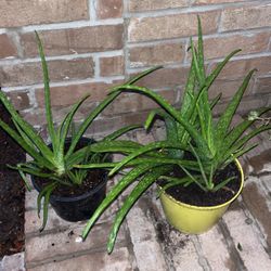 Lots of Aloe Vera Cactus