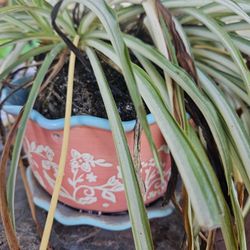 Siculents And Plants Sale . FRIDAY And Saturday   April 17th ABBOTT AND SUNNY AVE.  REEDLEY  