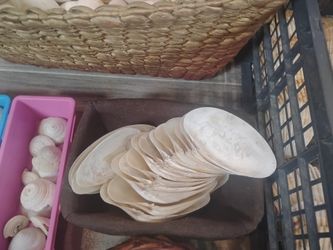 Clam Shells
