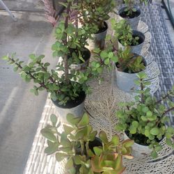 Jade Succulent Plants