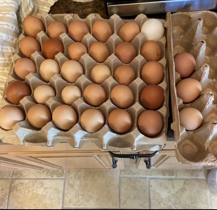 Fresh Eggs 6 the dozen