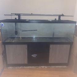 Fish Tank