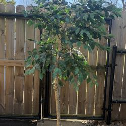 Weeping fig 6.5 ft Artificial tree with Claw Legs Metal Planter.