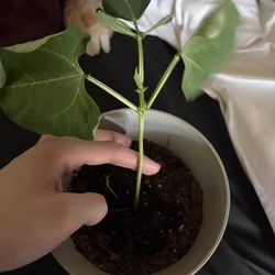 Blue lake stringless beans